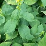 Solidago flexicaulis Blad