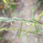 Lolium rigidum Flower