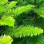 Araucaria columnaris Blad