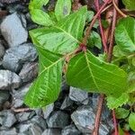 Toxicodendron radicans Ліст