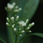 Rauvolfia spathulata 花