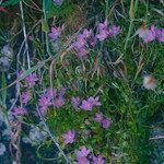 Centaurium scilloides Flower