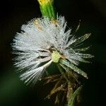 Senecio viscosus Floare