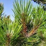 Pinus heldreichii Frunză