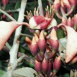 Erythrina fusca Цветок