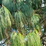 Pinus patula Foglia