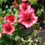 Potentilla nepalensis Flower