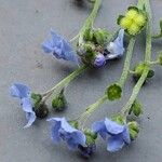 Cynoglossum amabile Λουλούδι