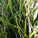 Libertia chilensis Blad