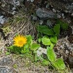 Doronicum glaciale Habit