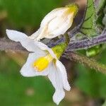 Solanum villosum Flower