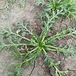 Lepidium coronopus Leaf