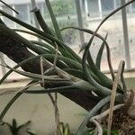 Tillandsia baileyi Frunză