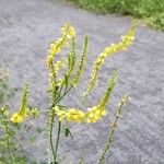 Melilotus officinalisফুল