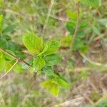 Spiraea albaLevél