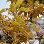 Zelkova serrata Folha