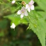 Veronica urticifoliaFlor