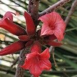 Brachychiton bidwillii Flower