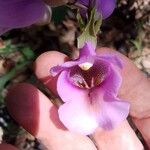 Eulophia cucullata Flor