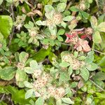 Trifolium striatum Pokrój