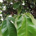 Myrianthus arboreus Leaf