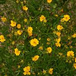 Potentilla aurea Лист