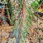 Didierea madagascariensis Habit