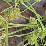 Cyperus squarrosus Fulla