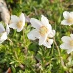 Anemone sylvestris Flors