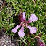 Saponaria pumila Flower