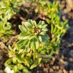 Iberis semperflorens Yaprak