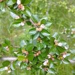 Cotoneaster divaricatusLeaf