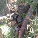 Cupressus torulosa Fruit