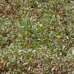 Ludwigia erecta Blatt