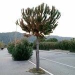 Pinus pinea Natur