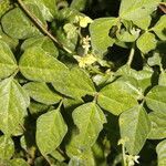 Desmodium cajanifolium Habit