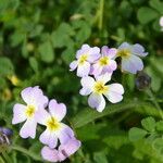 Malcolmia maritima Flor