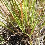 Eragrostis paniciformis Fuelha