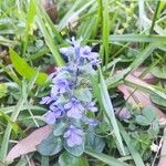 Ajuga reptansBlüte