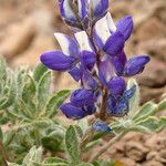 Lupinus sellulus Flower