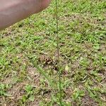 Paspalum notatum Folha