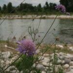 Scabiosa canescens फूल