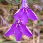 Lobelia erinus Flor