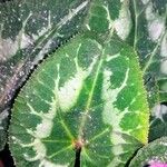 Cyclamen repandum Folha