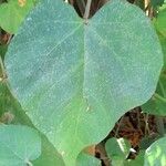 Croton urucurana Leaf