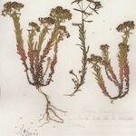 Euphorbia exigua Hábito