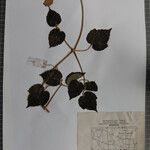 Clematis buchananiana Други