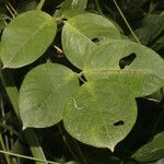 Centrosema macrocarpum Leaf