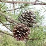 Pinus rigida फल