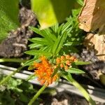 Asclepias tuberosa花